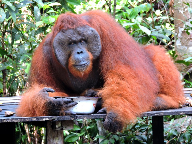 05-borneo-pondok-tanggui-0-128