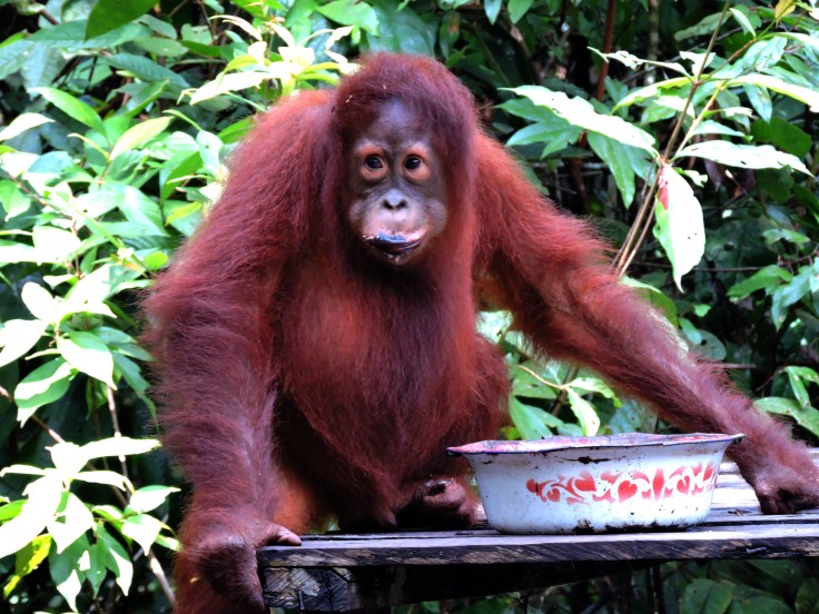 05-borneo-pondok-tanggui-0-139