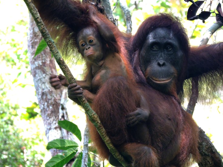 05-borneo-pondok-tanggui-0-15