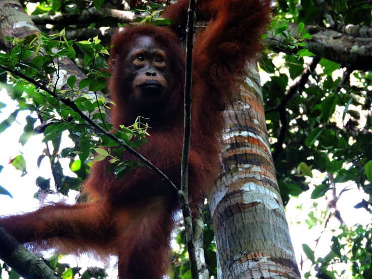 05-borneo-pondok-tanggui-0-5