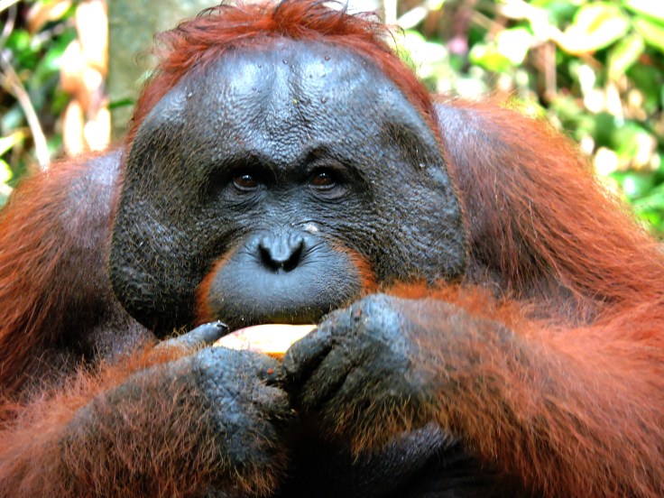 05-borneo-pondok-tanggui-0-73