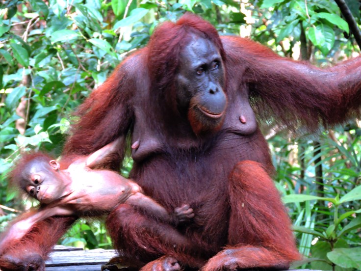 05-borneo-pondok-tanggui-0-98