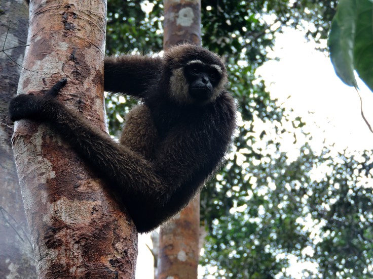 07-borneo-campo-leaky-18