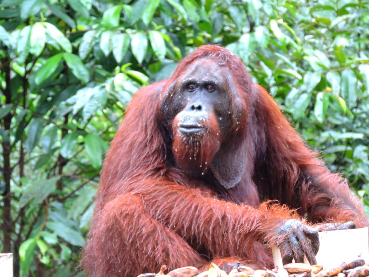 07-borneo-campo-leaky-42