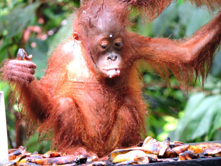 07-borneo-campo-leaky-70