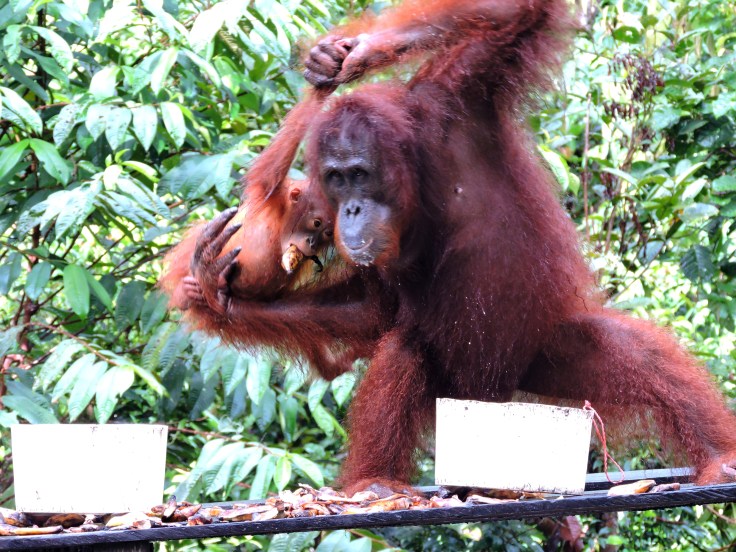 07-borneo-campo-leaky-73