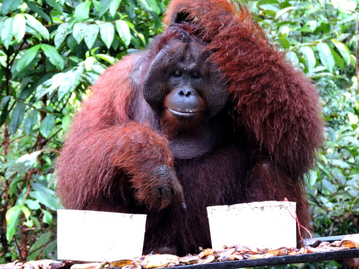 07-borneo-campo-leaky-82