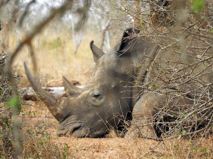 11-SD-Suazi-Hlane-0 (81)