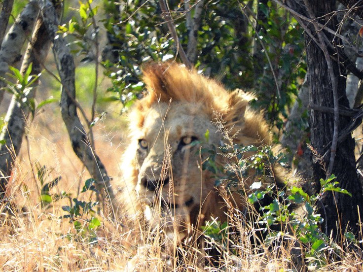 12-SD-Kruger-Malelane-0 (12)