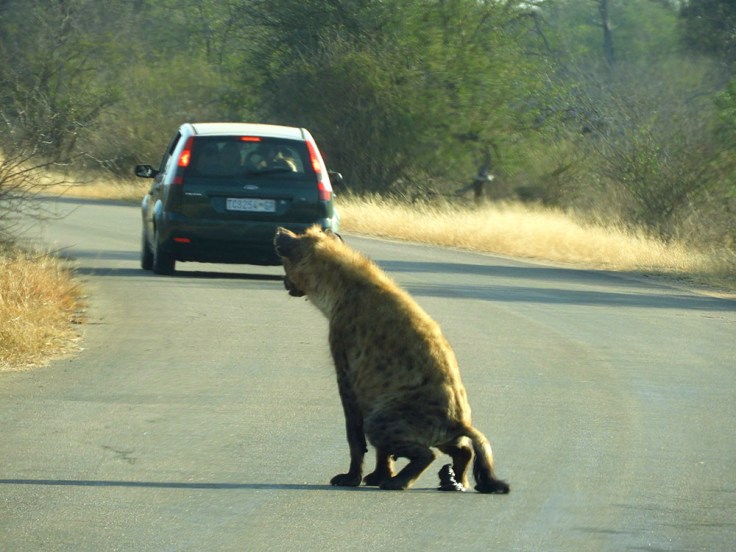 12-SD-Kruger-Skukuza-0 (21).jpg