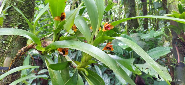 02-CR-MOV-Volcan-Arenal-0 (13)