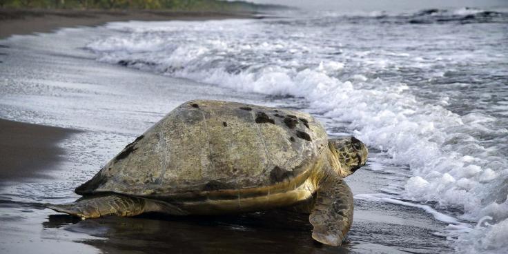 SJO-observation-des-tortues-a-tortuguero-2_1-1280x640