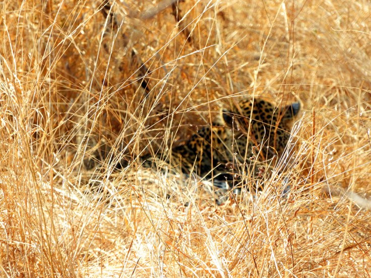 12-SD-Kruger-Petrorius-0 (24)