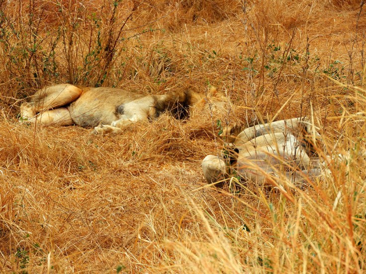 12-SD-Kruger-Satara-0 (21)