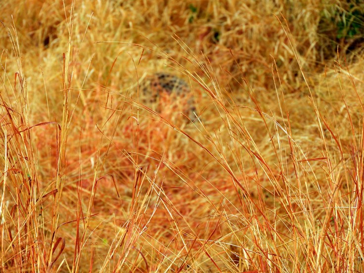 12-SD-Kruger-Satara-0 (36)