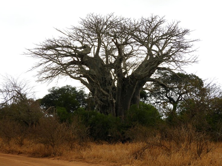 12-SD-Kruger-Satara-0 (46)